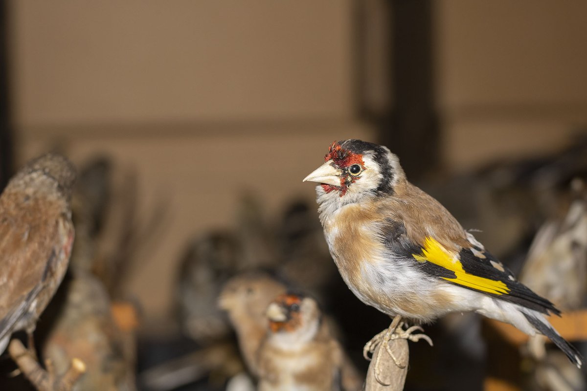 The_Herbert's tweet photo. Here's a few of Selasi's fantastic photos from our natural history collection! Can you name all these birds?
@kidsinmuseums #DigitalTakeoverDay https://t.co/e1llNHXTU5