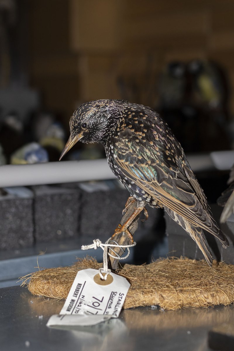 The_Herbert's tweet photo. Here's a few of Selasi's fantastic photos from our natural history collection! Can you name all these birds?
@kidsinmuseums #DigitalTakeoverDay https://t.co/e1llNHXTU5