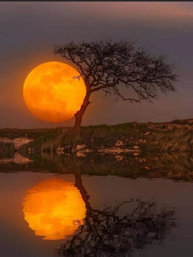 GAP-ORGANIC tweet media