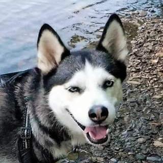 BGPetClub's tweet photo. Happy Gotcha Day to Ice! 🧊 

Thanks for spending it with the BG Pet Club! https://t.co/NCsrwPFvyV