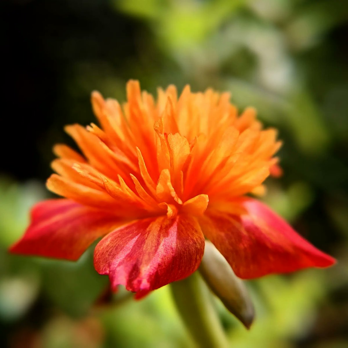 Dear July, No matter what's going on in the world, here's to remembering the simple peace we're all after. #garden