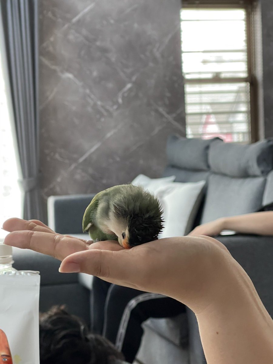 o_xubo's tweet photo. 我が家ではこれを「土下座」と呼んでます　#コザクラインコ https://t.co/THRUXNCYaa