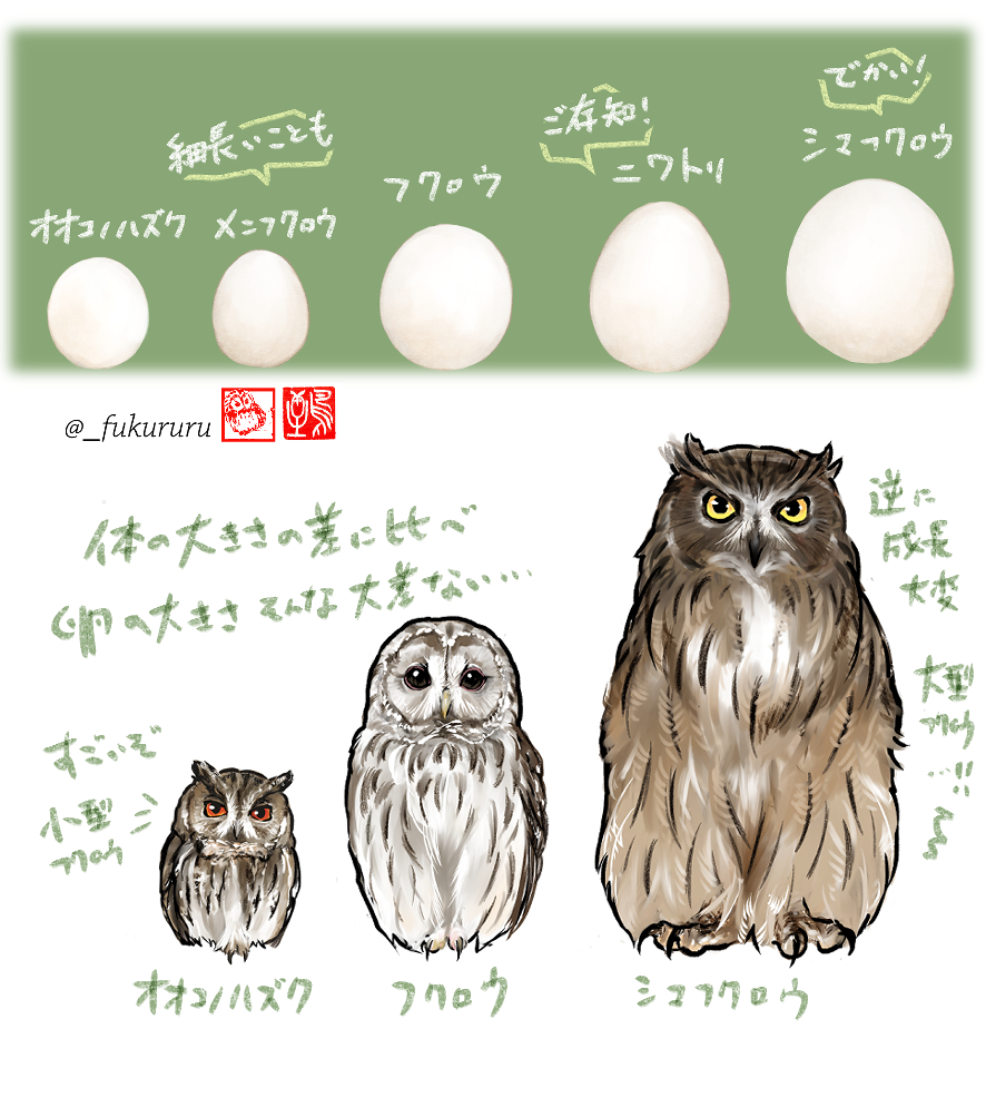 「rt フクロウとニワトリの卵だとこの感じ。フクロウの卵はまあるくて真っ白🥚!ア」|永田 鵄のイラスト