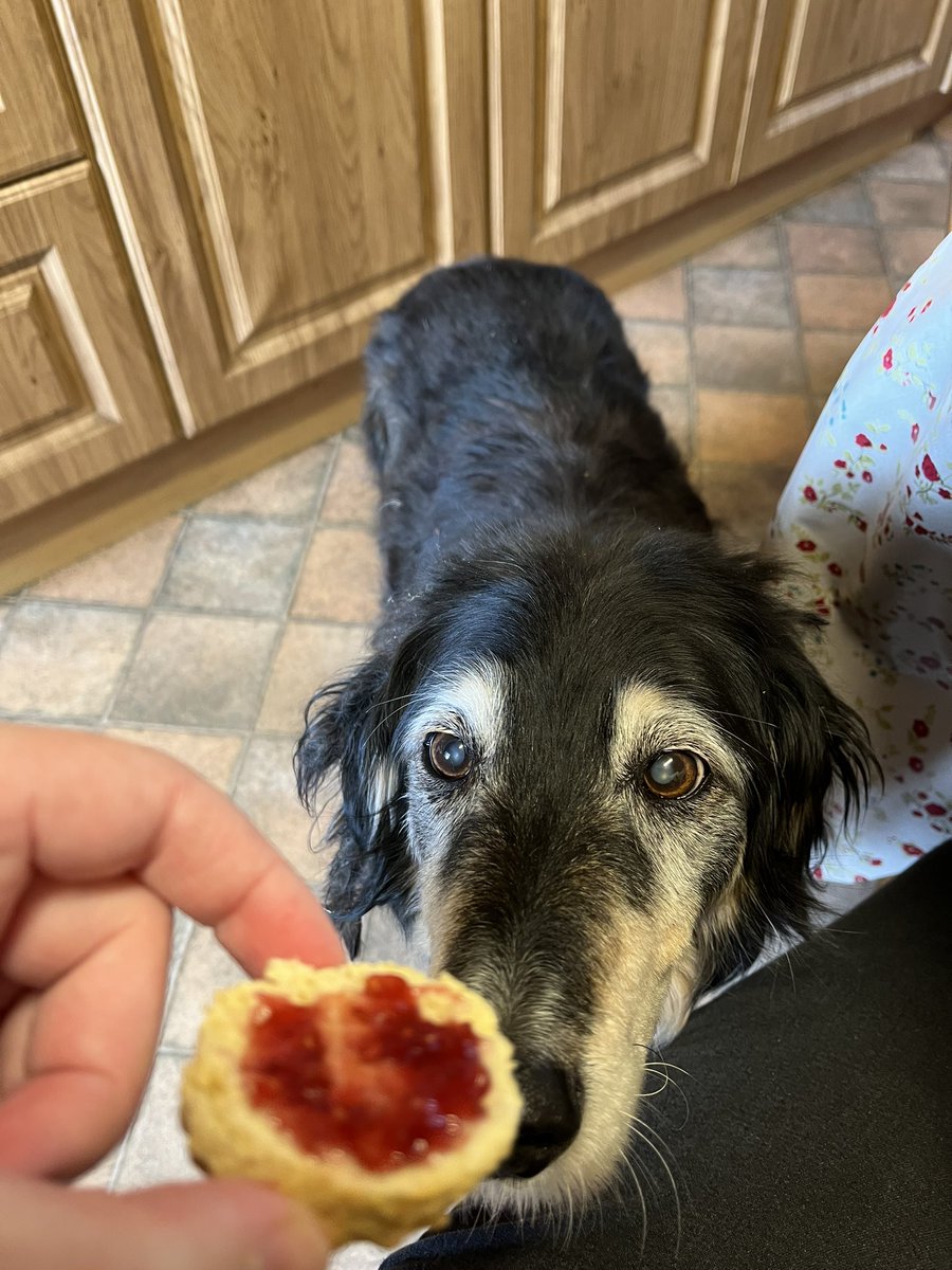 Zuppy10's tweet photo. @BrodHiggins This #snoot wanted my scone! #snootfriday #molly https://t.co/BKErX3T0pm