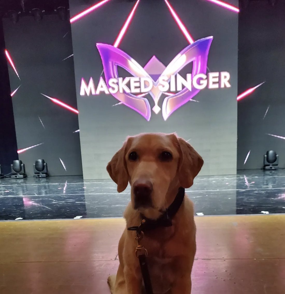 MaskedSingerFOX's tweet image. We woof this #TheMaskedSingerTour crew member! Way to go, Honey. 🐶😍 #TheMaskedSinger 

📸: instagram.com/k9honey2