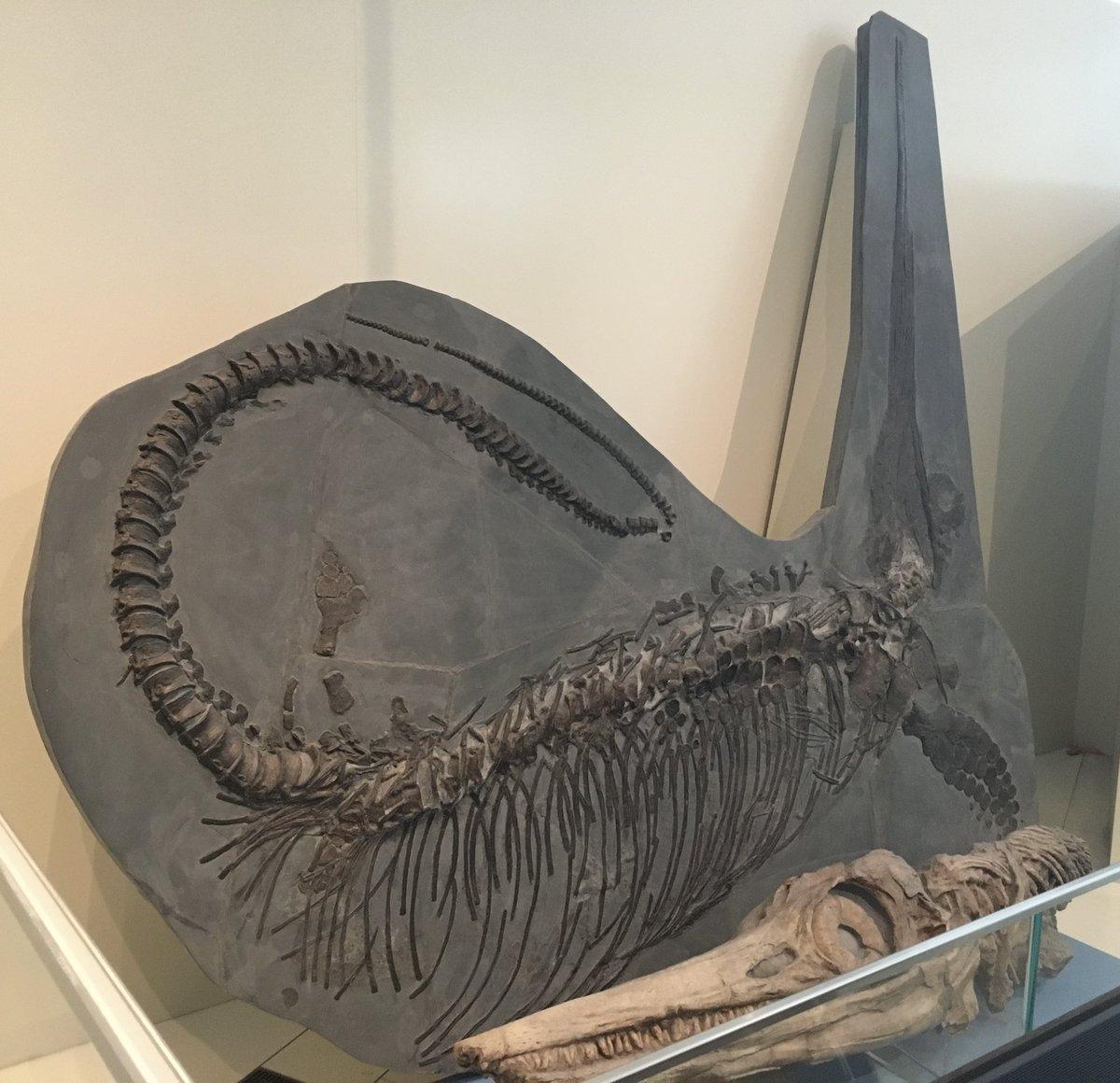 The typical, elongated upper jaw of the incredible Excalibosaurus made this photo difficult to frame, but WHAT a beaut 😍 In front, is a cast of Mary and Joseph Anning’s famous #Temnodontosaurus specimen (original on display @NHM_London) @ROMtoronto #Ichthyosaur #FossilFriday