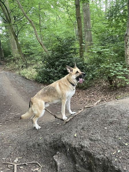 Bruno is 6yrs old and he can live with older kids but can be choosy with other #dogs, Bruno needs a new home due to a change in circumstances 
#GermanShepherd #Leeds 
gsrelite.co.uk/bruno-11/