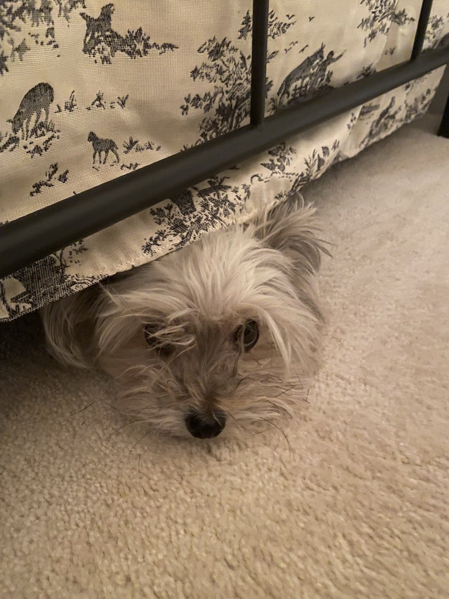 krnhppr's tweet photo. @BrodHiggins Linus fully supports #SnootFriday https://t.co/q2s16UJeLf