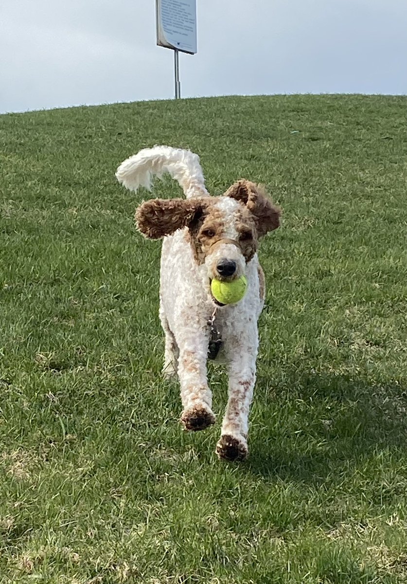 Pawsitively Fred tweet media