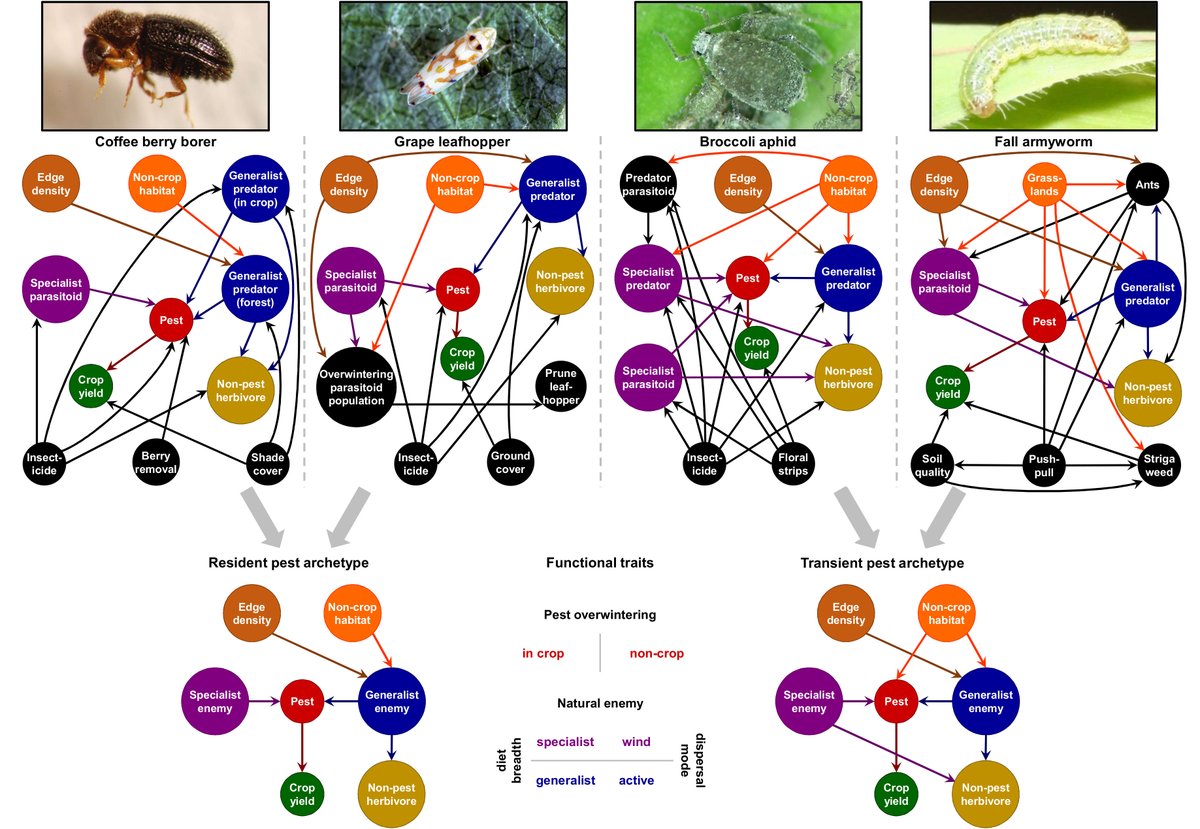lexandridis's tweet photo. #ArchetypeAnalysis meets #EcologicalModeling to predict natural pest control around the world https://t.co/eWB0WTueau @ABritinScania @beckyck @BioSScotland @carstmey @DSKarp @Henrik_G_Smith @JohanEkroos @m_dainese @mattiasjonsso14 @PovedaLab @RSeppelt @YannClough @ZooBiodiv et al https://t.co/SUGD1V8UZ0