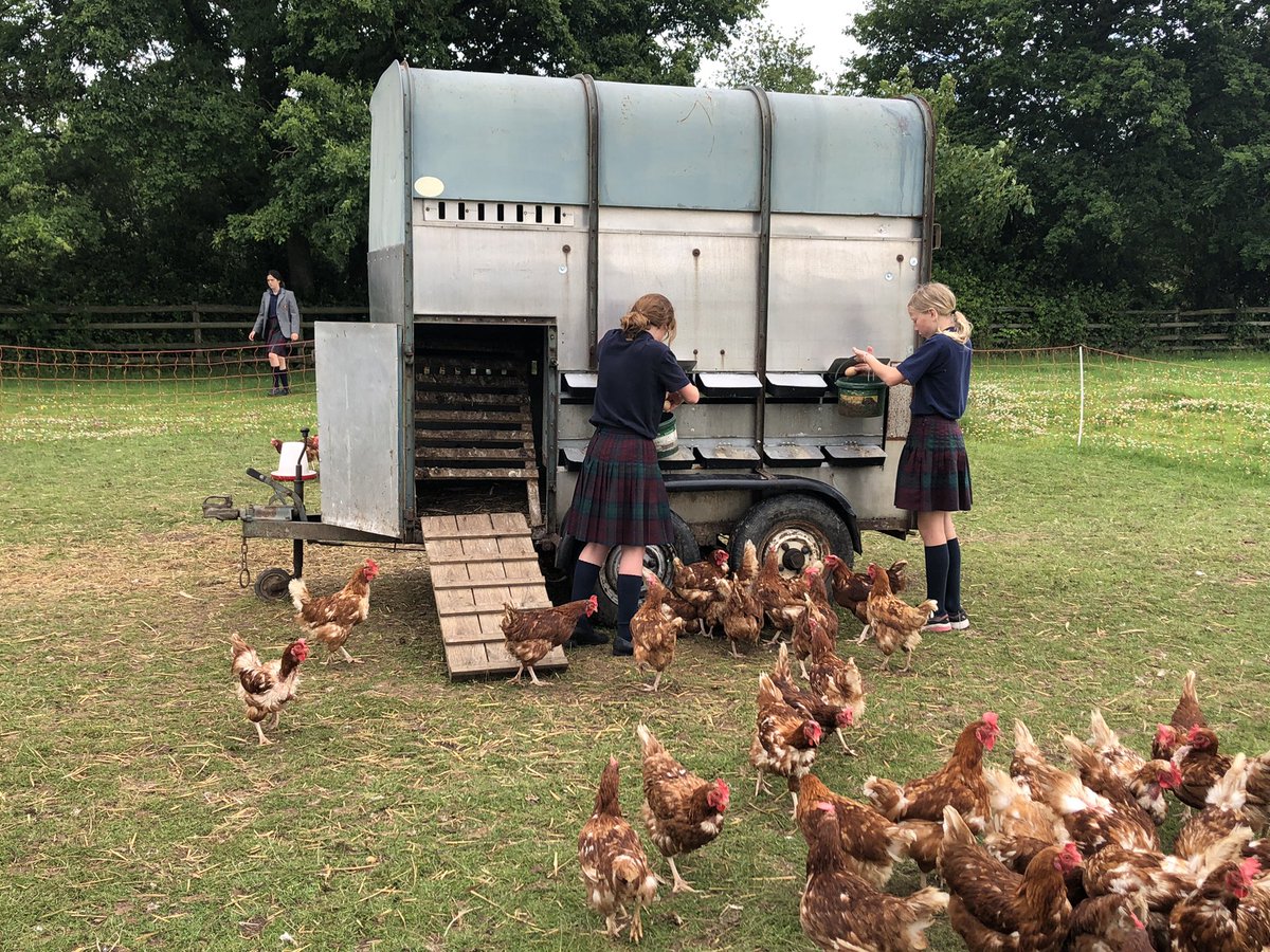 The Year 7’s were in charge of the last breaktime egg collection of this academic year. The children have loved watching our ex battery hens flourish whilst learning about animal welfare and eating delicious eggs for breakfast of course! <a href="/SchoolFarmers/">School Farms Network</a> #Rescued #eggsfordays