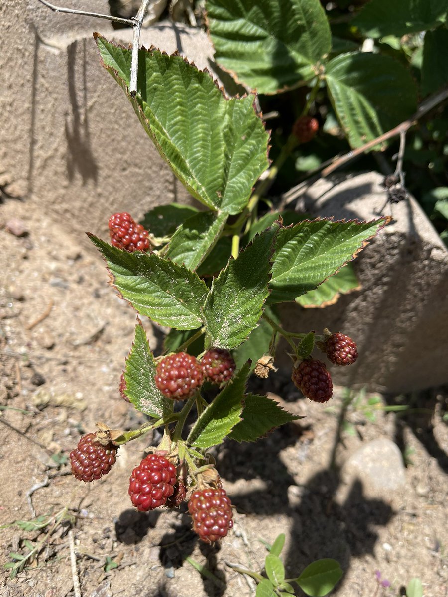 Shannon Ryan tweet media