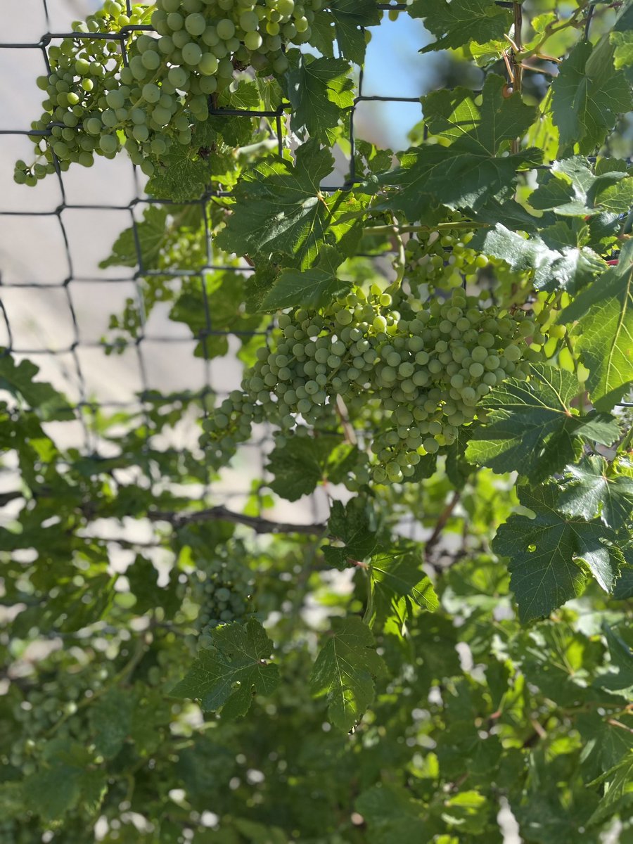 Look at all our new friends arriving in the Community Garden! First year of fruit for the figs!!!!!