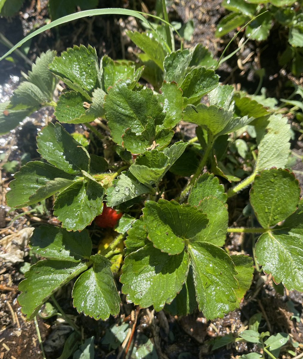 Shannon Ryan tweet media