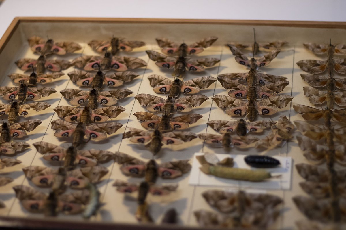 The_Herbert's tweet photo. We have thousands of specimens in our natural history collection, and a lot of them are insects and invertebrates. The blue morpho butterflies are always popular, but opinion is probably a bit more divided on the others Selasi has chosen! ๐ฆ๐ท๏ธ๐ #DigitalTakeoverDay @kidsinmuseums https://t.co/oZalu4dyYt