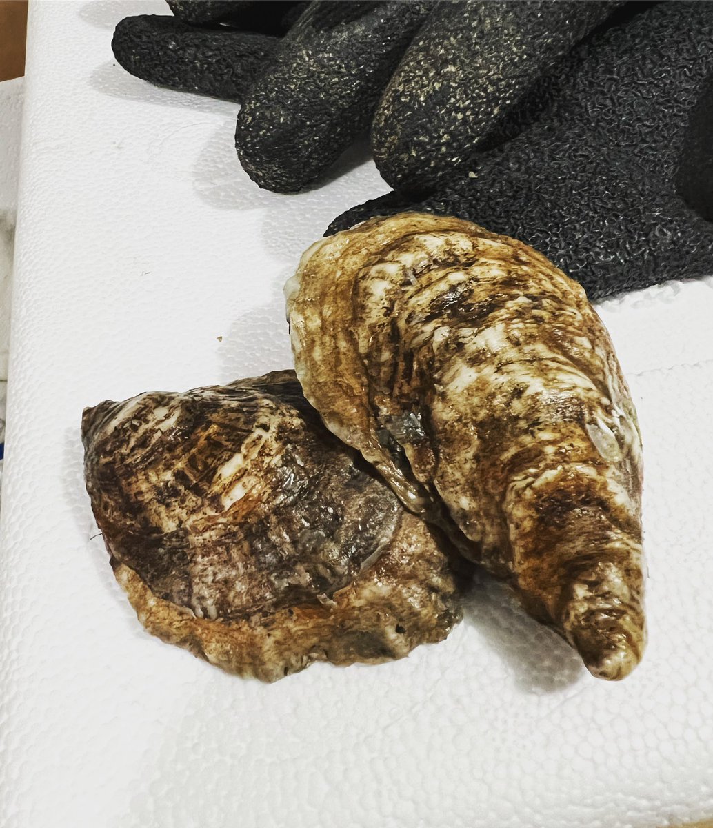 We over ordered on oysters. Stop in and pick up a dozen freshies for tonight! (while supplies last)