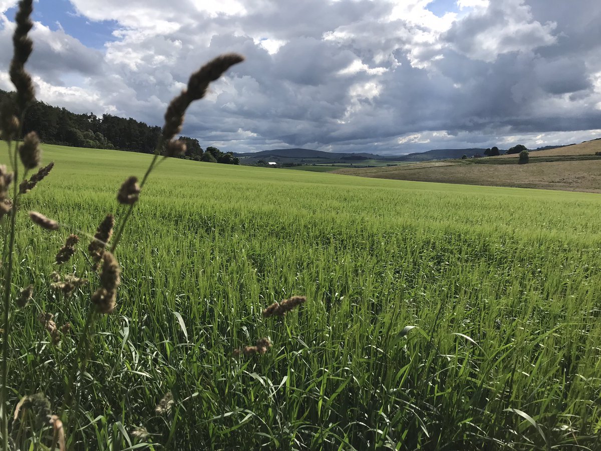 “The sultry sunshine of summer came,
And he grew thick and strong,
His head weel arm’d wi’ pointed spears,
That no one should him wrong”
