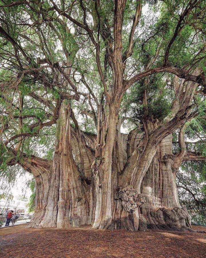 DailyChronicle4's tweet photo. The #treeofTule in #Oaxaca, #Mexico, is the tree with the largest trunk diameter in the world. It's circumference reaches almost 60 meters and has a height of 42 meters. It's approximate age is 2,000 years.
Photo: Ernesto Murguia https://t.co/cTXiU8gZDj
