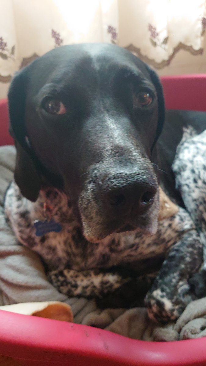 lmaccuirc's tweet photo. @BrodHiggins Snoopy not impressed with the weather. #SnootFriday https://t.co/CKjay8APiG