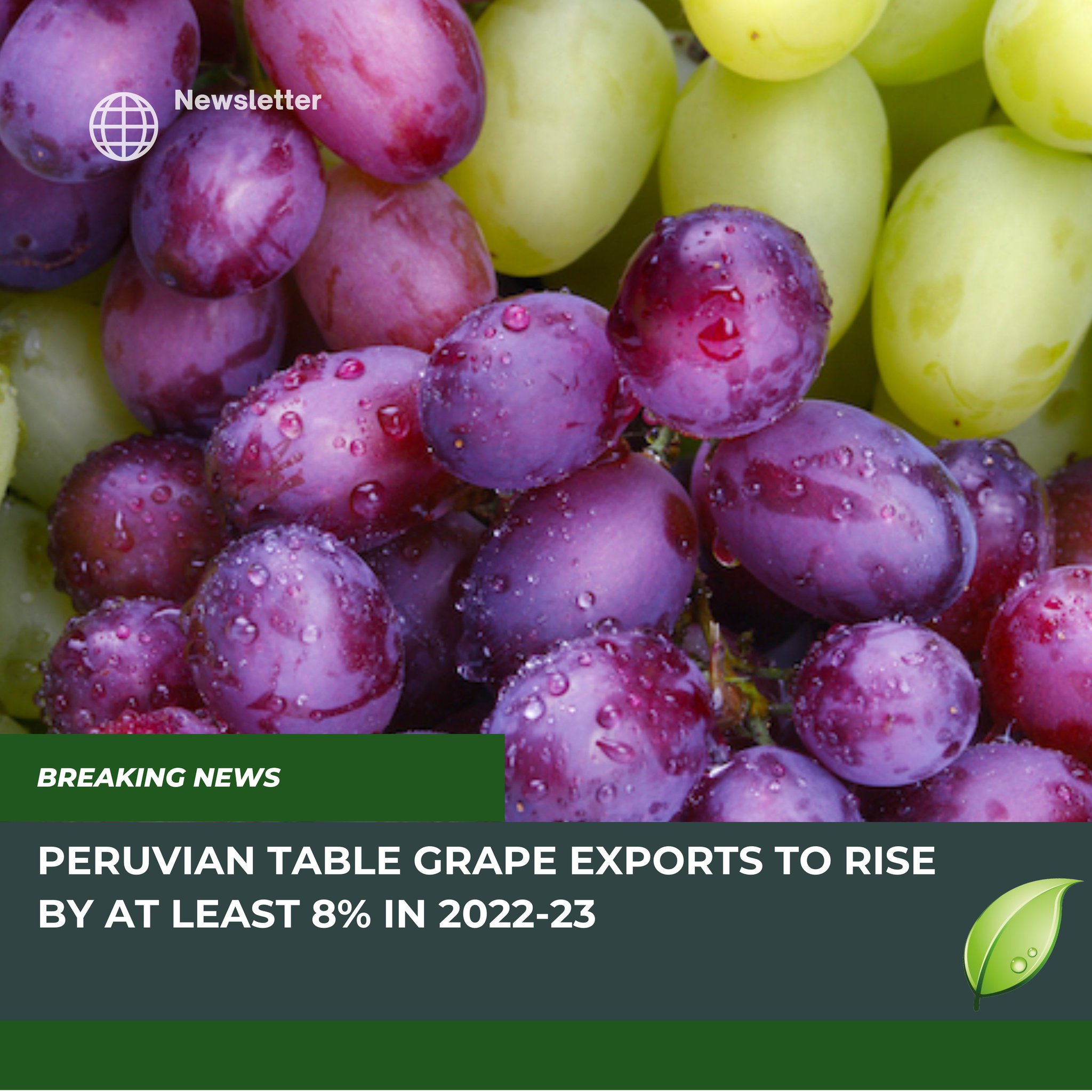 on Twitter "Peruvian table grape exports will