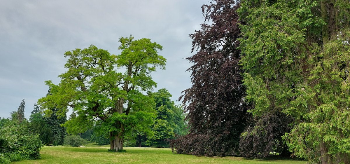 Lieblingspark 🌳🎋🌲auf Rügen: der Schlosspark zu Putbus, mit Schwanen-Großfamilie 🦢🦢🦢🦢