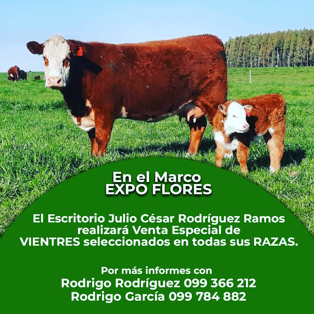 tomiyo_12's tweet photo. Comenzamos la Tercera Edición en el marco de la Expo Flores.
📌 8 de Octubre Remate de Vientres Seleccionados en todas sus razas. 
📞 Por Consultas: 
Rodrigo Rodríguez: 099366212 
Rodrigo García:099784882
@RrgtGarcia https://t.co/S12HSBRh4r