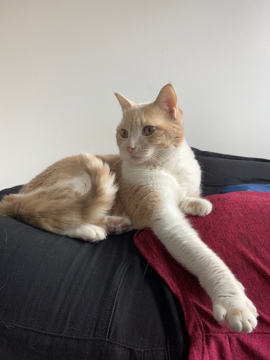 LizzieLeKitty's tweet photo. Et bon ouiken à vous toustes 🧡 https://t.co/XNQBNQ0JTV