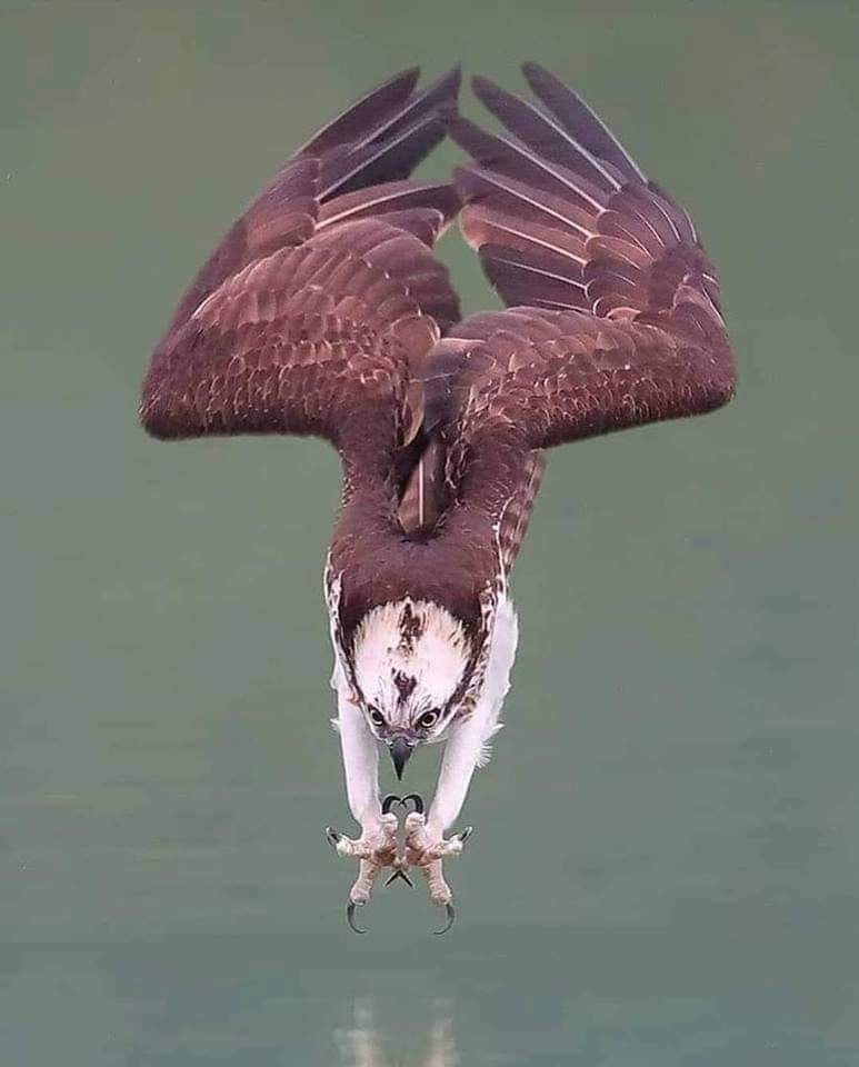 MeanwhileinCana's tweet image. An osprey diving for its dinner. 

Amazing photo📸 by Wilson Chen