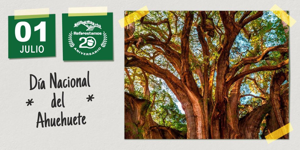 ReforestamosMx's tweet photo. Este #DíaNacionalDelAhuehuete reconozcamos a esta especie de frondoso follaje y gran tamaño, que ha visto pasar bajo su sombra los acontecimientos más importantes de la historia de nuestro país. 🌳🇲🇽

¡Comparte la fotografía de un #Ahuehuete! 📸 https://t.co/YTzDNGDV7P