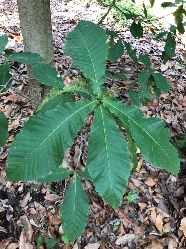 Botanic Gardens Conservation International tweet media