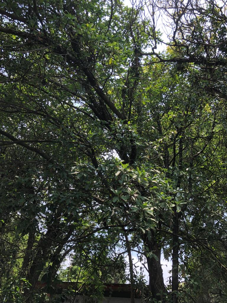 Botanic Gardens Conservation International tweet media