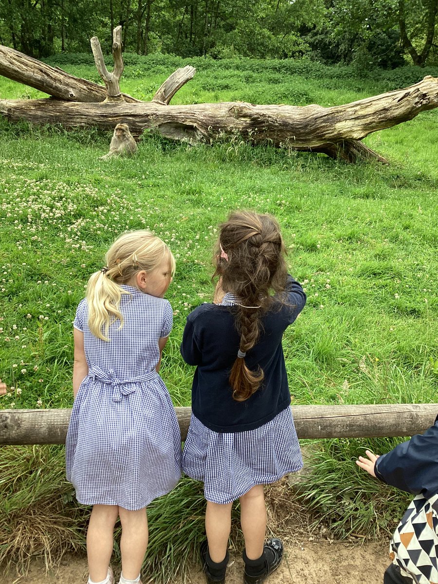 Our adventure to the Monkey Forest saw us quietly exploring to spot the monkeys doing different things <a href="/Office_WIA/">Office_WIA</a> <a href="/whitchurchCEFed/">The Whitchurch Church of England Federation</a> @StBartsTrust @TheBTSAHub