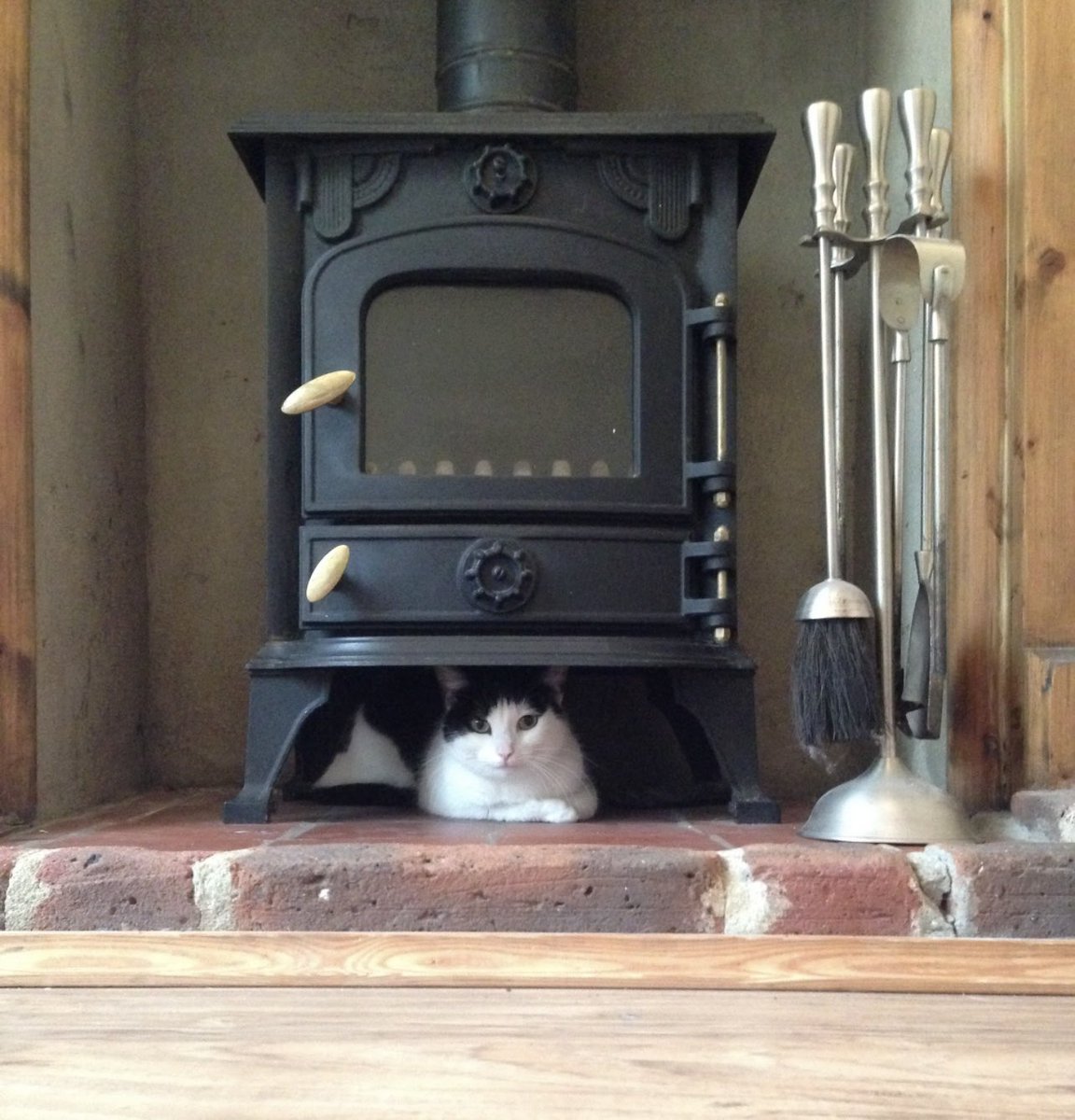 gracesanatomy_'s tweet photo. @GenderlessGapAd 2 cats who both had a litter- first one is mum and last one is daughter https://t.co/JbU57rUThc