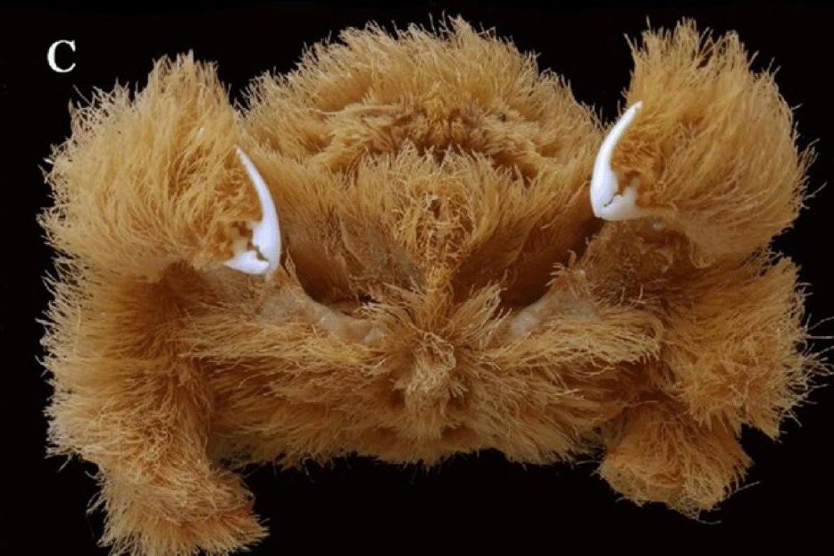 SaycheeseDGTL's tweet image. A new crab species covered in 'hair' has been discovered by scientists in Western Australia