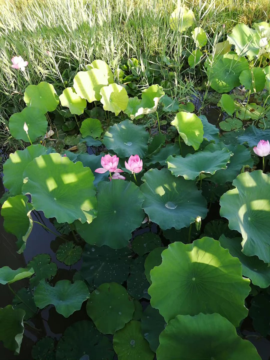 MuttSince's tweet image. Today is the first day of July. July is very thin and rich.