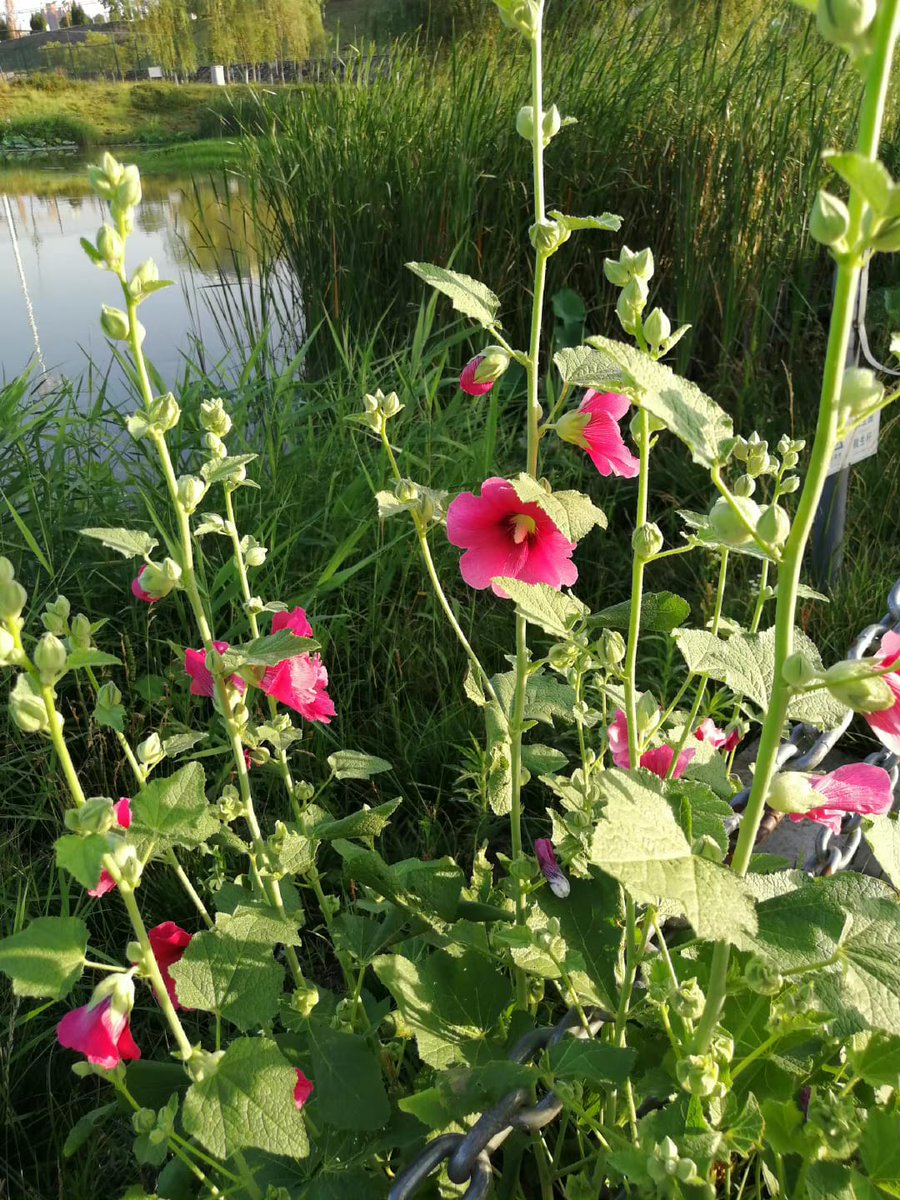 MuttSince's tweet image. Today is the first day of July. July is very thin and rich.