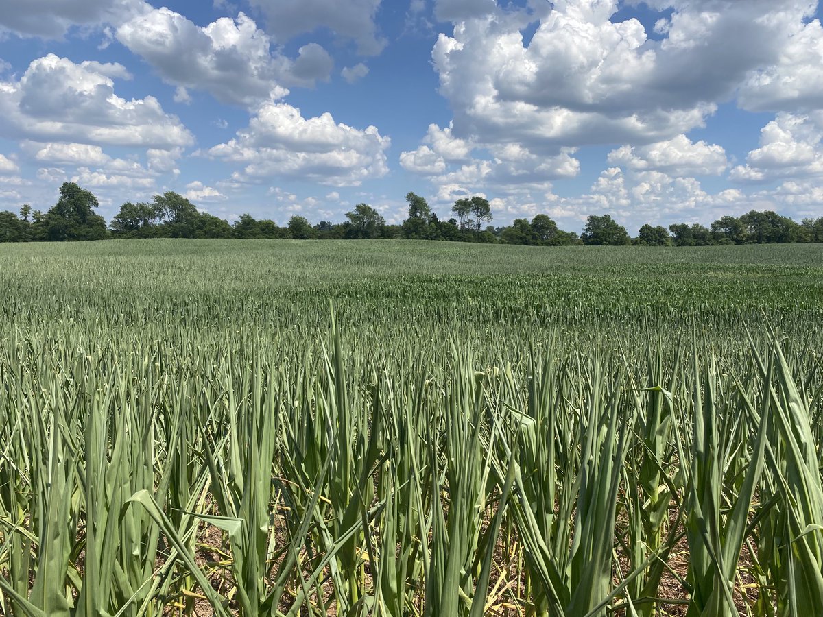 Little bit dry in Sonora