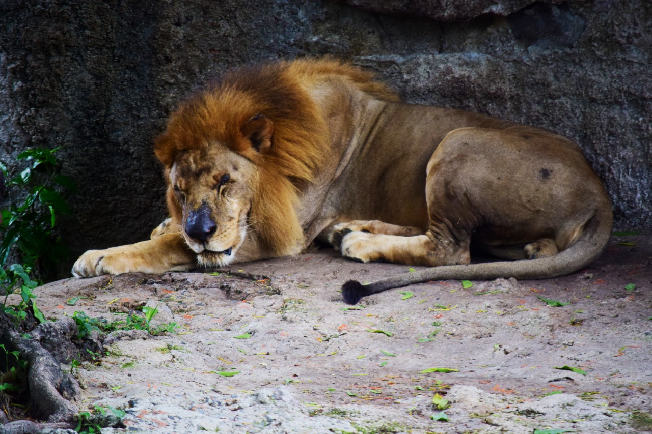 viuda Red Amplificador Secretaría de Comunicaciones 🇸🇻 on Twitter: "Él es Leo, un león africano que llegó hace 14 años al ex-Zoológico Nacional. Después de tantos años en cautiverio su salud se ha deteriorado. ¿Qué viuda Red Amplificador Secretaría de Comunicaciones 🇸🇻 on Twitter: "Él es Leo, un león africano que llegó hace 14 años al ex-Zoológico Nacional. Después de tantos años en cautiverio su salud se ha deteriorado. ¿Qué