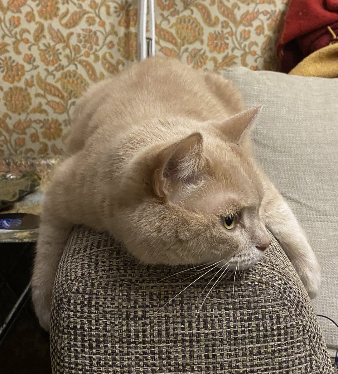 digitalkoshka's tweet photo. Кот, который держит район https://t.co/l3X6aPxuGU