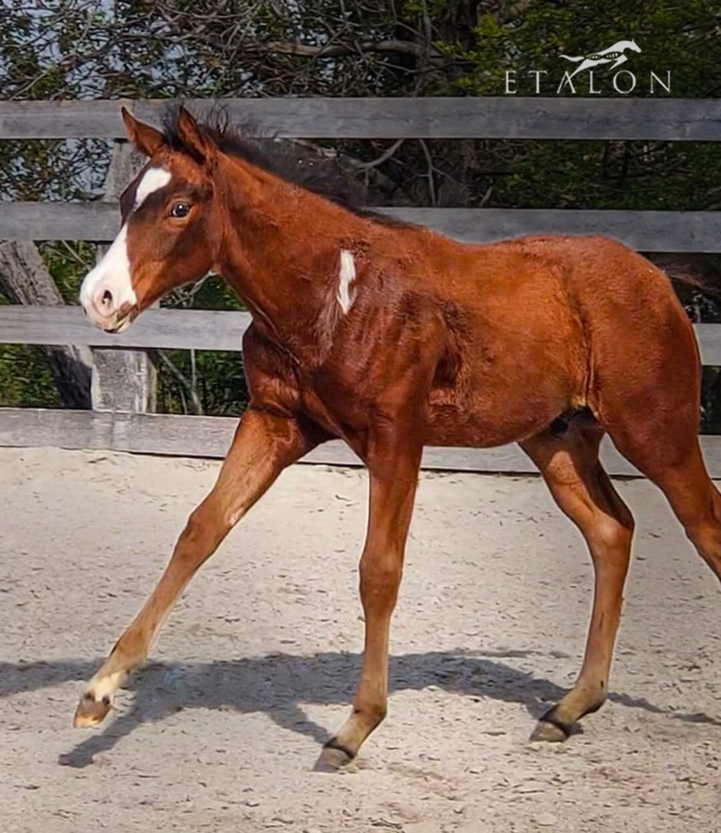 Finally it’s #FoalFriday! Say hello to this cutie “GRAND FINALE R” 🫶🥰 Can you guess what gene is responsible for these white markings? 🤍 #ShowOffYourGenes #EtalonDx