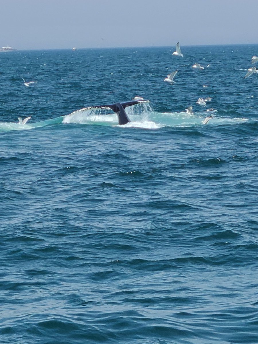 cpssteam's tweet image. Whalewatch from Plymouth, MA did not disappoint! Dozens of sightings of humpbacks, fin whales, minke whales. Summer vacation science! 🐳😎⛴️☀️  #elemscience #ScienceDoesntTakeVacation @CaptainJohnPly