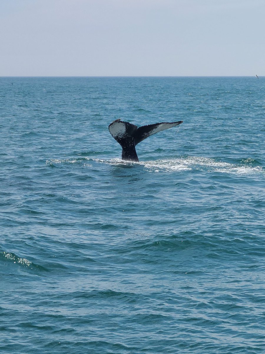 cpssteam's tweet image. Whalewatch from Plymouth, MA did not disappoint! Dozens of sightings of humpbacks, fin whales, minke whales. Summer vacation science! 🐳😎⛴️☀️  #elemscience #ScienceDoesntTakeVacation @CaptainJohnPly