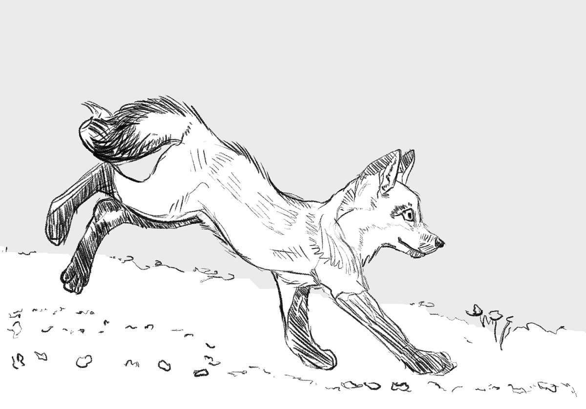 VixelFox's tweet photo. A few gesture study foxes! Drawn in Procreate on iPad. #foxes #gestures https://t.co/G8Mj1Gip0N
