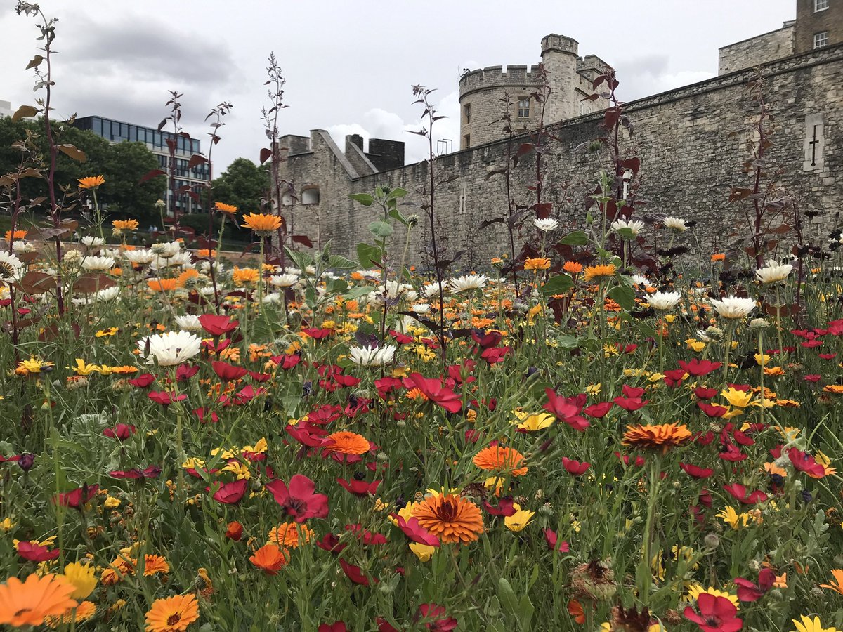 SuburbanMeadow's tweet photo. Hundreds of bees at Superbloom, so good to see. @TowerOfLondon #EveryFlowerCounts #LetitBloomJune #BeeTheChange @BumblebeeTrust #LetsBringNatureBack https://t.co/kiDw28M2eB