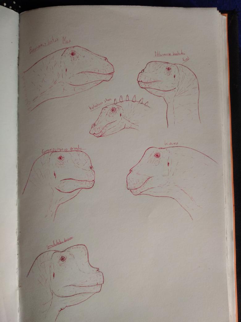 AmmoniteSeries's tweet photo. Some sketches of the heads of some sauropods, Barosaurus, Atlasaurus, Camarasaurus, Isisaurus and Giraffatitan

#sketch #sauropod #isisaurus #Giraffatitan #kaatedocus #barosaurus #atlasaurus #camarasaurus https://t.co/hYVVE9B61W
