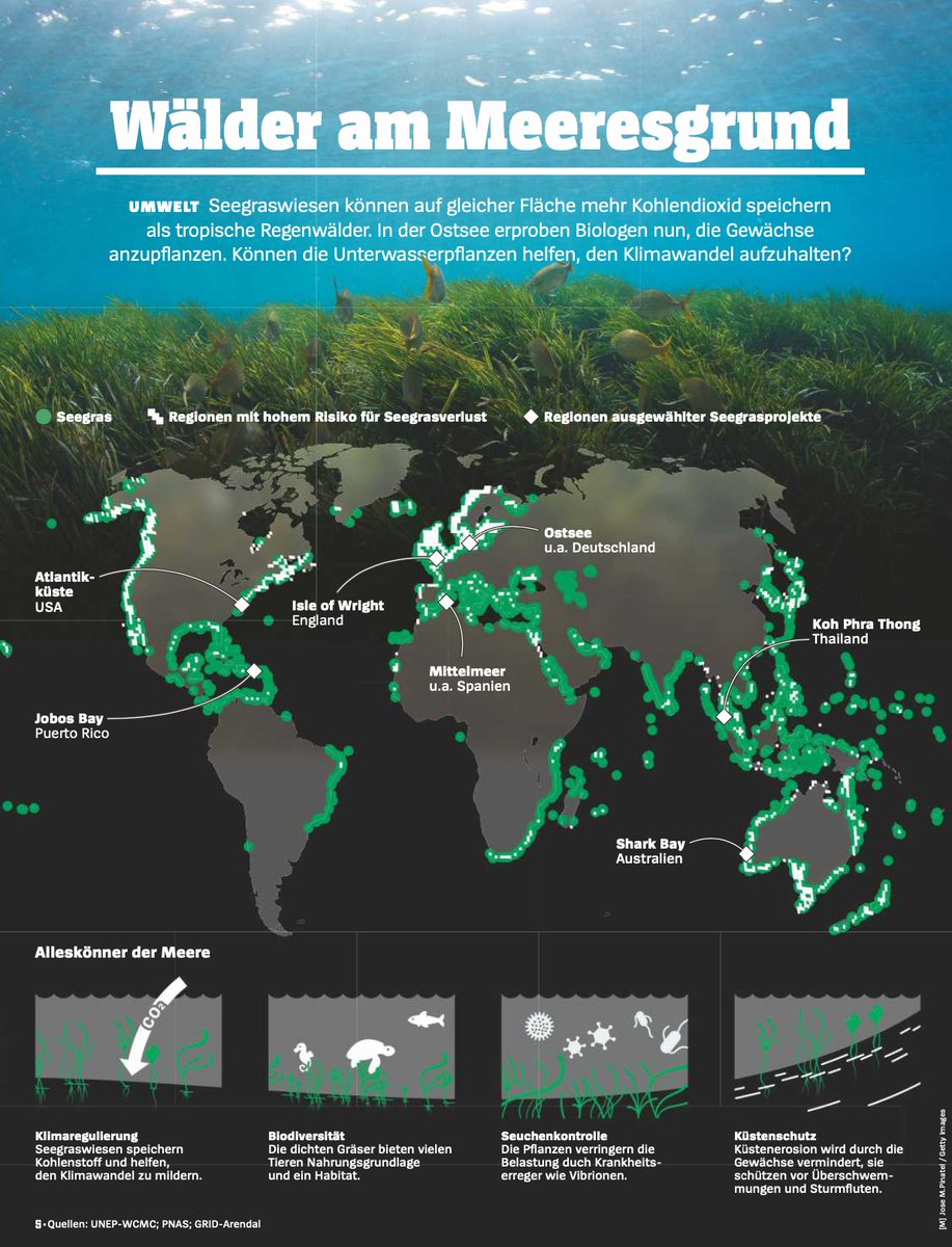 Quite proud of my team for this full page of sea grass graphics in the <a href="/derspiegel/">DER SPIEGEL</a> print issue this week.