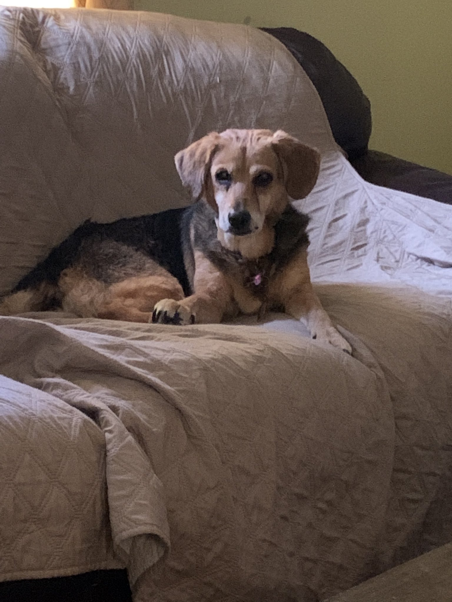 Why Does My Dog Keep Peeing On The Couch