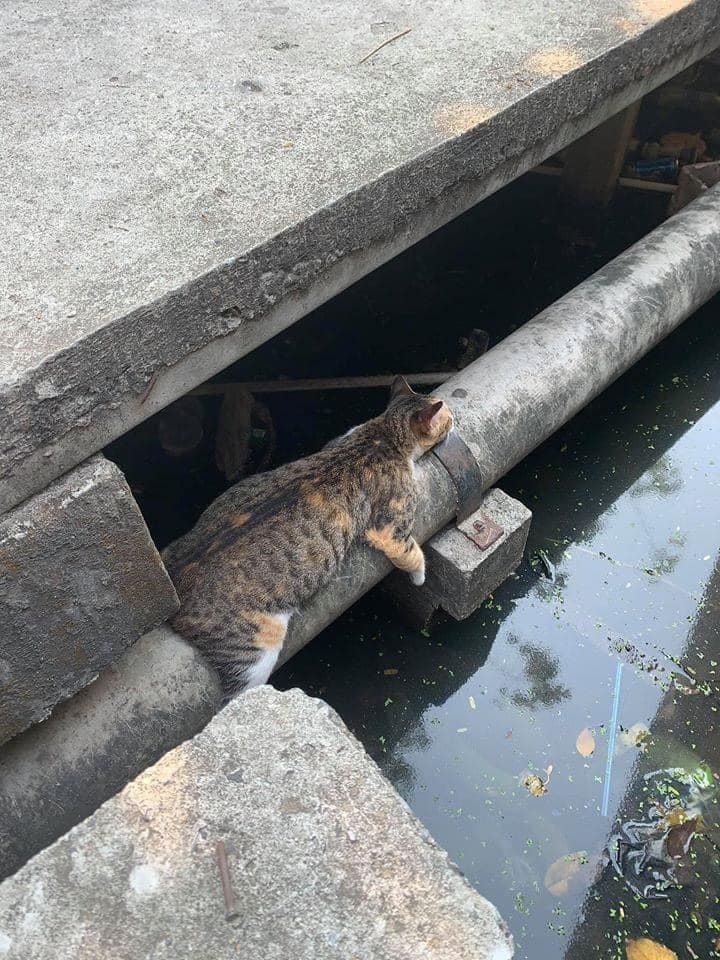 Being a cat, I can sleep anywhere.