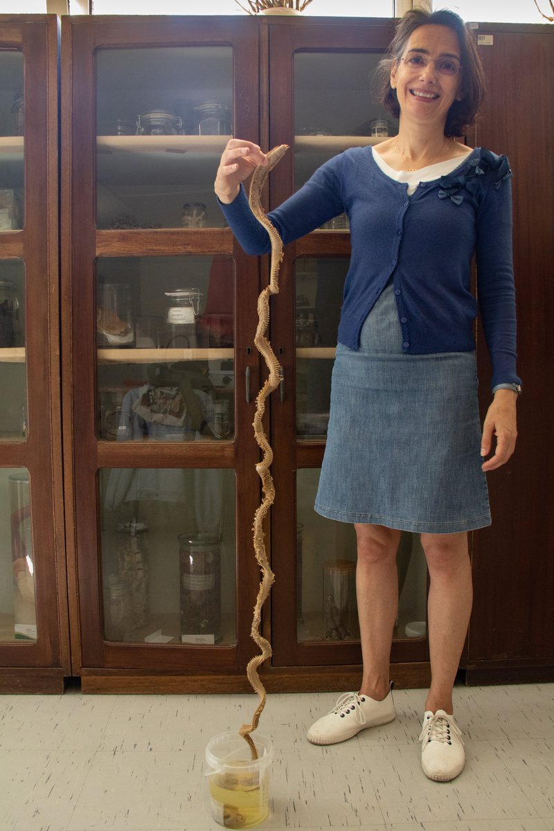 Happy #InternationalPolychaeteDay!
Eunice roussaei - CoBI's new acquisition! Just in time to celebrate the Polychaete Day! Courtesy of Dr. Júlio Parapar

PT: Eunice roussaei - A nova aquisição da CoBI! Mesmo a tempo de comemorar o Dia dos Poliquetas! Cortesia do Dr. Júlio Parapar
