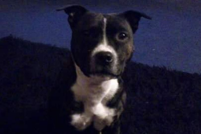 qu1ncey's tweet photo. Dog owners are being urged to watch out for giant hogweed after Ella had to be put to sleep when she ran into the highly dangerous plant.

R.I.P. Ella 💔

https://t.co/Yw4M0yyqNo

https://t.co/CBDNs1LM2m

@ITVCentral @itvanglia @drscottym @Dogs_Today @yourdog @fitzpatrickref https://t.co/lxbF2rWkiU